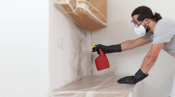 Basement Mold Remediation treatment on basement walls in Modena