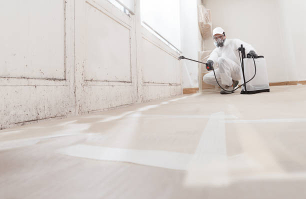 Black mold remediation team in Modena